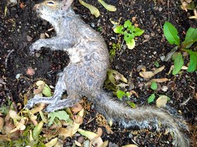 15-1011-dead-squirrel.jpg