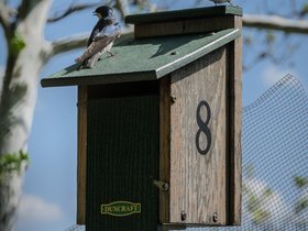 17-1420-bird-fresh_pond-MA.jpg