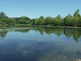 04-0932-nixie-fresh_pond-swimming.mp4