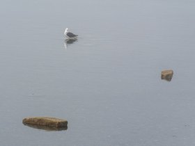 ../2026/06/27-1308-bird-carson_beach-MA.jpg
