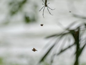 04-1342-JP-bug-hike-river-tokyo.jpg
