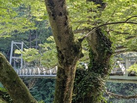 ../2026/08/04-1524-JPN-bridge-hike-river-tokyo.jpg
