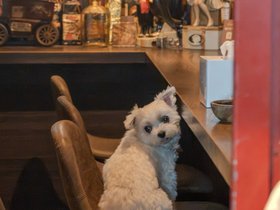 04-2057-JP-dog-tokyo.jpg