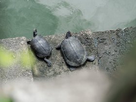 05-1340-JP-tokyo-turtle.jpg