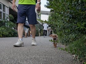 05-1811-JP-dog-tokyo.jpg