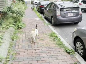 28-1437-cat-nixie.mp4