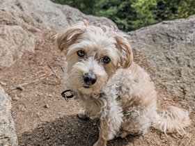 06-1354-purgatory_chasm-nixie-hike-worcester-MA.jpg