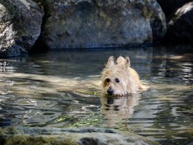 dog (528)