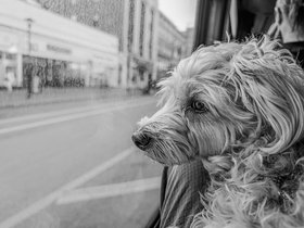 ../2026/09/21-1719-bus-nixie-street.jpg