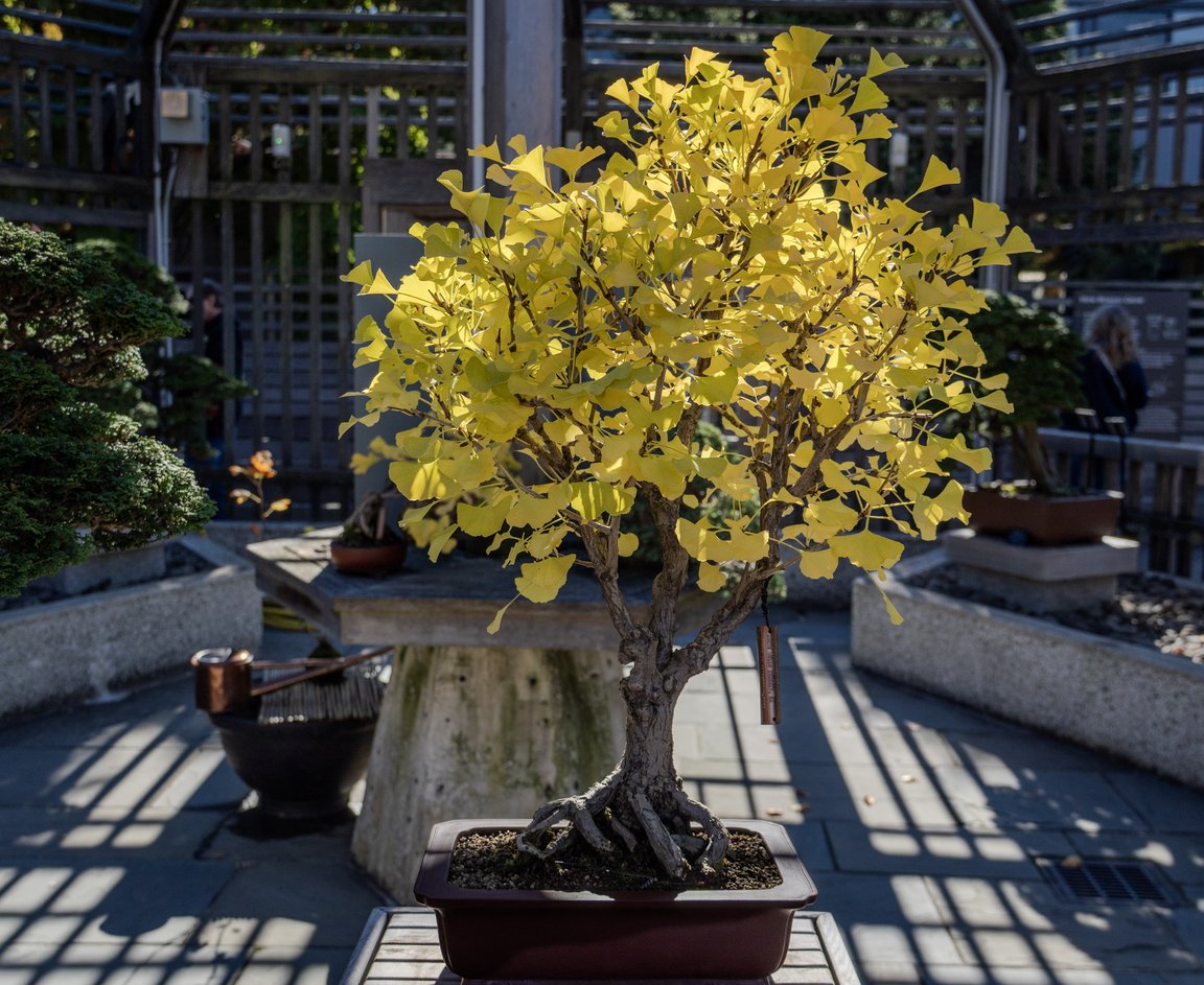 ginkgo bonsai at the Harvard Arboretum
