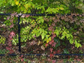 ../2026/10/10-1357-leaves-fresh_pond.jpg