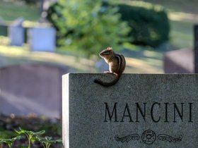 18-1537-chipmunk-mt_auburn-cemetery.jpg