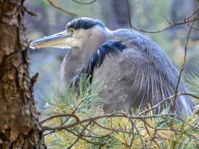 18-1545-bird-mt_auburn-cemetery-heron.jpg