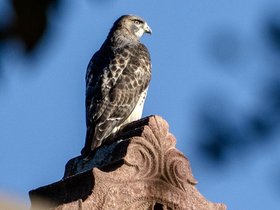 18-1603-hawk-bird-mt_auburn-cemetery.jpg